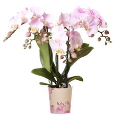 Orchid Phalaenopsis Kolibri