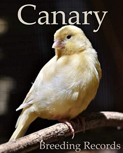 Canary breeding records - breeding, 100