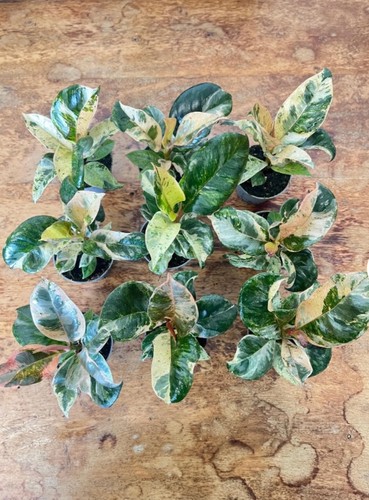 Ficus elastica shivereana - ficus,
