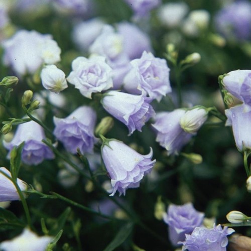 Campanula plug plants - campanula,