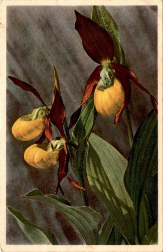 Cypripedium calceolus sabot - cypripedium,