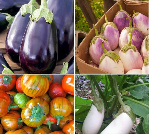 Mix aubergine plug plants - aubergine,