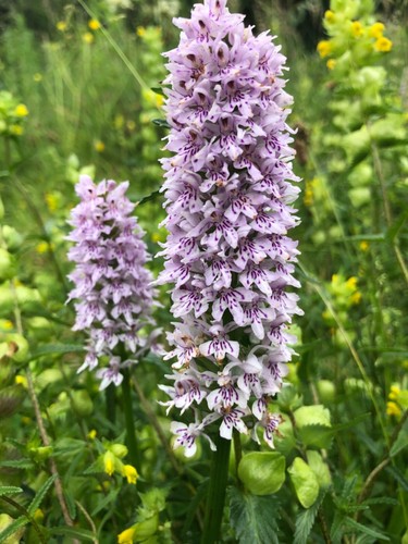 Wildflower common spotted - -,