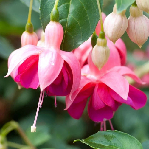 Fuchsia standard trees - fuchsia,