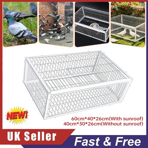 Pigeon trap cage - trap,