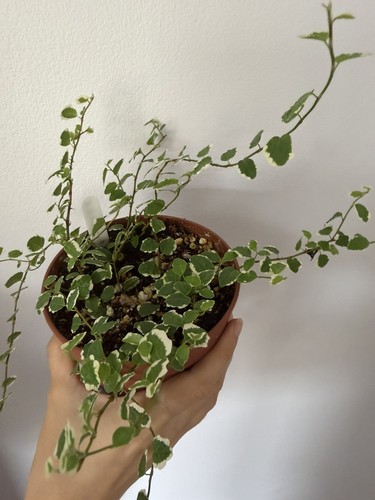 Ficus pumila sunny - ficus, ‚sunny’