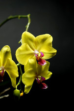 Vintage NIKON AF Nikkor 50mm