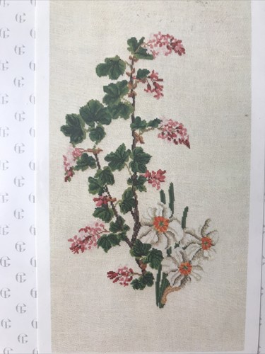 Thea gouverneur narcissi - gouverneur,