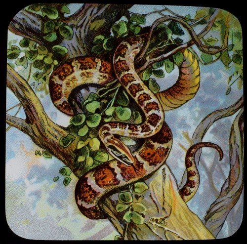 Indian python c1905 - an,