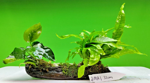 Java fern moss and - fern,