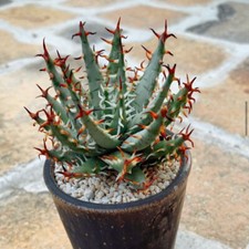 5CM Succulent Aloe Plant Aloe