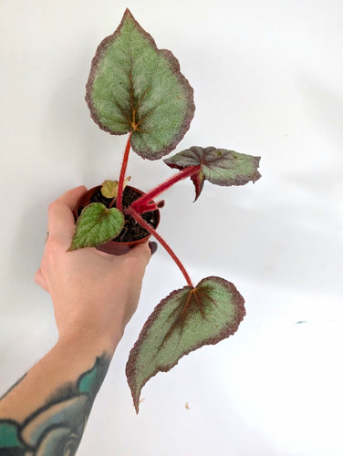 Begonia flamingo soul - begonia,