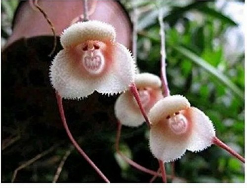 Monkey face orchid seeds - monkey,