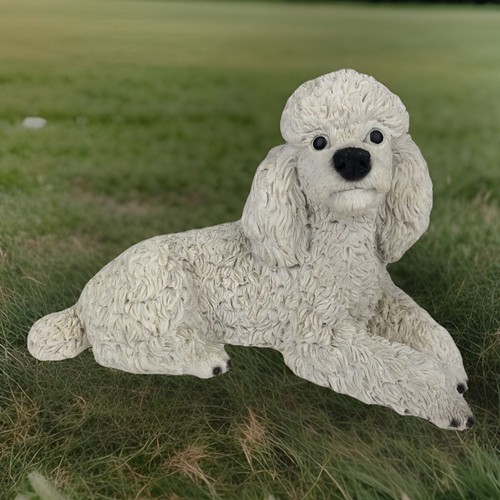 Castagna white poodle resting - poodle,