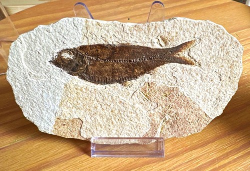 Fossil fish natural stone - on,