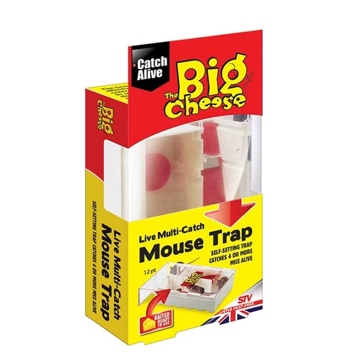 The big cheese live - big,