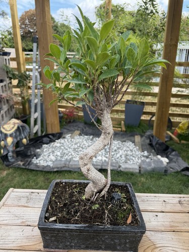 Ficus bonsai - ficus,