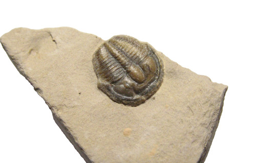 Cambrian elrathia kingi - cambrian,