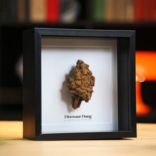 Dinosaur Coprolite Poo Real