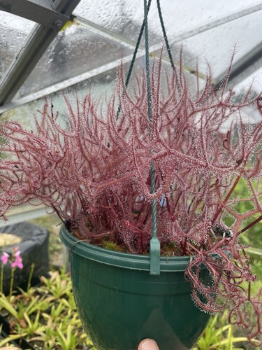 Drosera binata var - binata, multifada