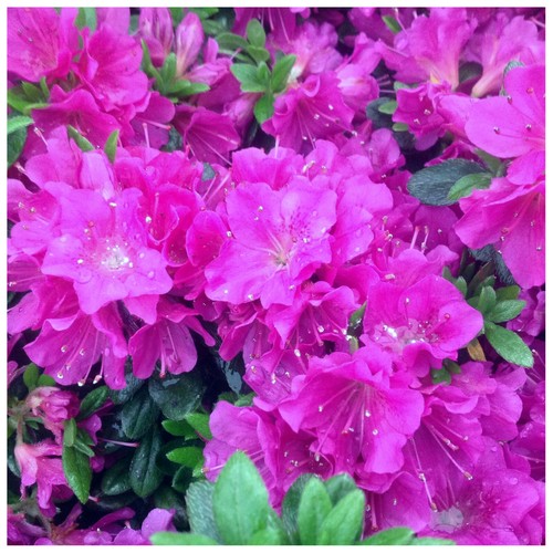 Azalea rhododendron geisha - rhododendron,
