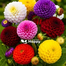 DAHLIA POMPONE DOUBLE MIX 160