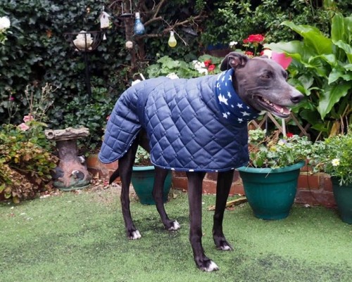 Waterproof dog coat navy - dog,