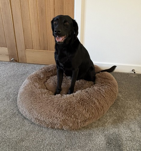New 80cm dog - new,