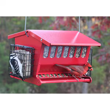 Bird Feeder Squirrel Proof