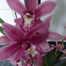 Cymbidium  Orchid Indoor