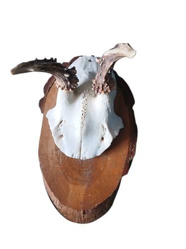 Vintage roe deer - deer, skull