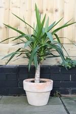 Yucca Elephantipes Indoor