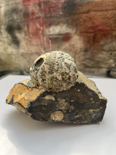Sea urchin fossil - 80, million