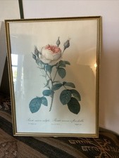 Vintage Botanical Rose Print