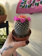 2 Mammillaria Flowering Cactus