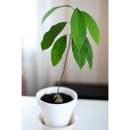 Live avocado plant - live, healthy