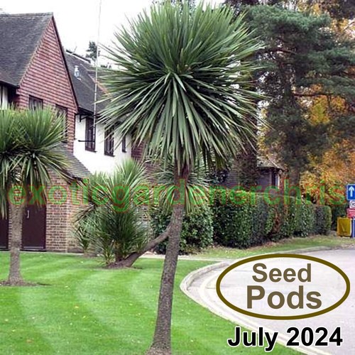 Fresh seed pods - seed,