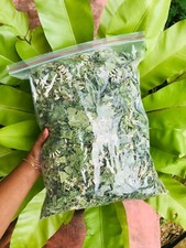 Ceylon Mexican Dream Herb