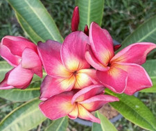 Frangipani Plumeria rubra - Hawaiian Palm Tree - VARIETY: Lert Paisarn - 5 Seed -