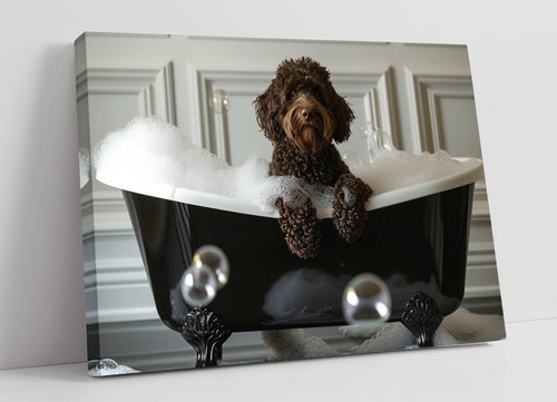 Cute chocolate labradoodle - cute, in