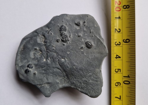 Elrathia kingii trilobite - ,
