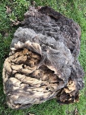 Blue Texel Ewe Whole Fleece/ Wool for Spinning, Felting, Weaving Sheep