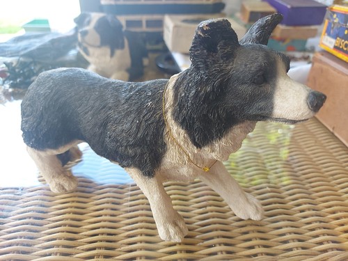 Vintage boarder collie dog - collie, 10