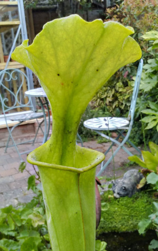 Sarracenia flava ornata - sarracenia,