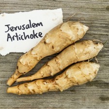 Perennial Edible Tuber
