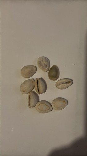 16x genuine cowrie shells aje - 16x,