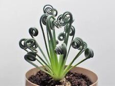 Albuca Spiralis - 5 x Seeds -