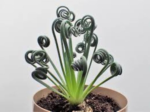 Albuca spiralis seeds - -, 5