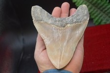 A7 , HUGE & WIDE MOSTER! 6"