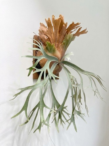 Staghorn fern platycerium - staghorn,